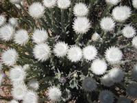 Although nondescript the plants have small and colourful flowers