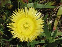 Although nondescript the plants have small and colourful flowers