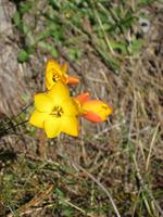 Although nondescript the plants have small and colourful flowers