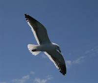 A Seagull Watching