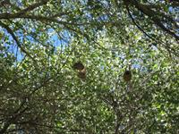 Weaver birds nests
