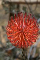 Although nondescript the plants have small and colourful flowers