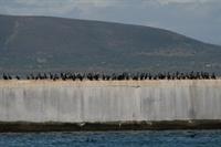 Cormorants