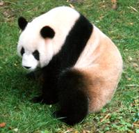 Giant Panda