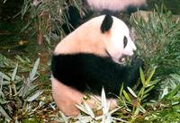 Giant Panda