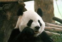 Giant Panda