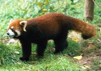 Red Panda