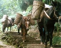 Donkeys carrying goods