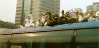 Ducks riding on the roof of a bus
