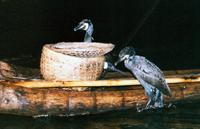Cormorants used to dive for fish
