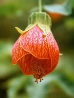 Chinese lantern flower