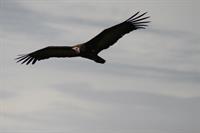 Hooded Vulture