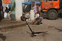 Yellow-billed Kite