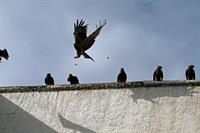 Yellow-billed Kite