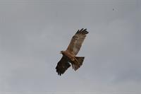 Yellow-billed Kite