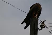 Yellow-billed Kite