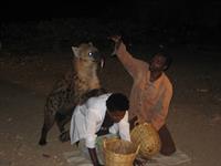 Feeding a hyena joust outside one of thegates