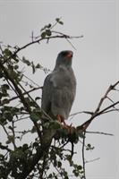 Dark Chanting Goshawk