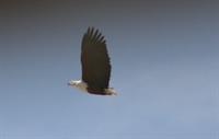 African Fish Eagle