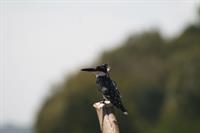 Pied Kingfisher