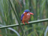 Malachite Kingfisher