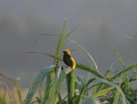 Yellow-crowned Bishop