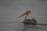 Pink-backed Pelican