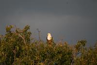 African Fish Eagle