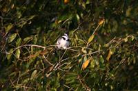 Pied Kingfisher (female)