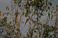 Northern Carmine Bee-eater