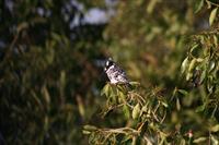 Pied Kingfisher