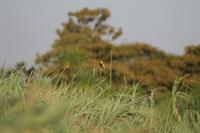 Yellow-crowned Bishop