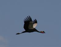 Black Crowned Crane