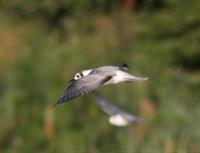 White-winged Tern? (non-breeder)