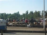 Cattle Market