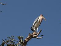 Marabou Stork