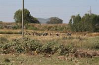 Storks by the dump