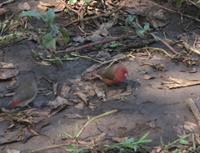 Believed to be a Red-billed Firefinch