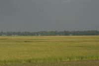 Teff - A fine grain used to make the staple diet of endura