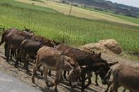 Some of the millions of mules in Ethiopia