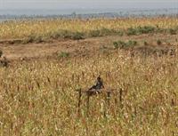 A living scarecrow