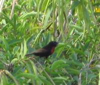 Scarlet-chested Sunbird