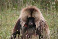 Male gelada monkey