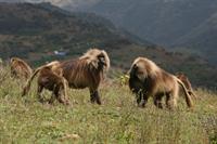 Male gelada monkeys squaring up