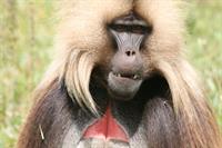 Male gelada monkey