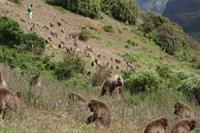 Troop of Gelada monkeys