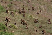 Troop of Gelada monkeys