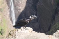 Thick-billed Raven