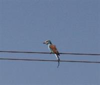 Abyssinian Roller