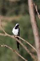 Namaqua Dove (male)